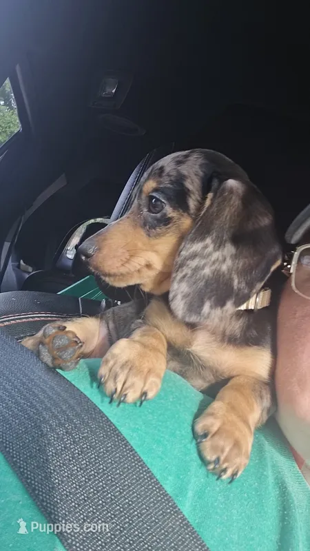 Lavendar  – Miniature Dachshund puppy for sale in Hazleton, IA