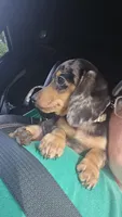 Lavendar , a female Miniature Dachshund for sale in Hazleton, IA – 1 of 2