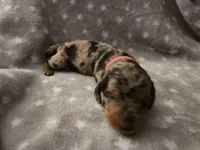 Lola , a female Miniature Dachshund for sale in Hazleton, IA – Photo 1 of 5