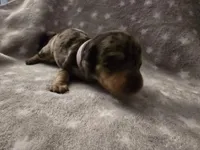 Lavendar , a female Miniature Dachshund for sale in Hazleton, IA – Photo 2 of 4