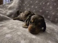 Lavendar , a female Miniature Dachshund for sale in Hazleton, IA – Photo 3 of 4