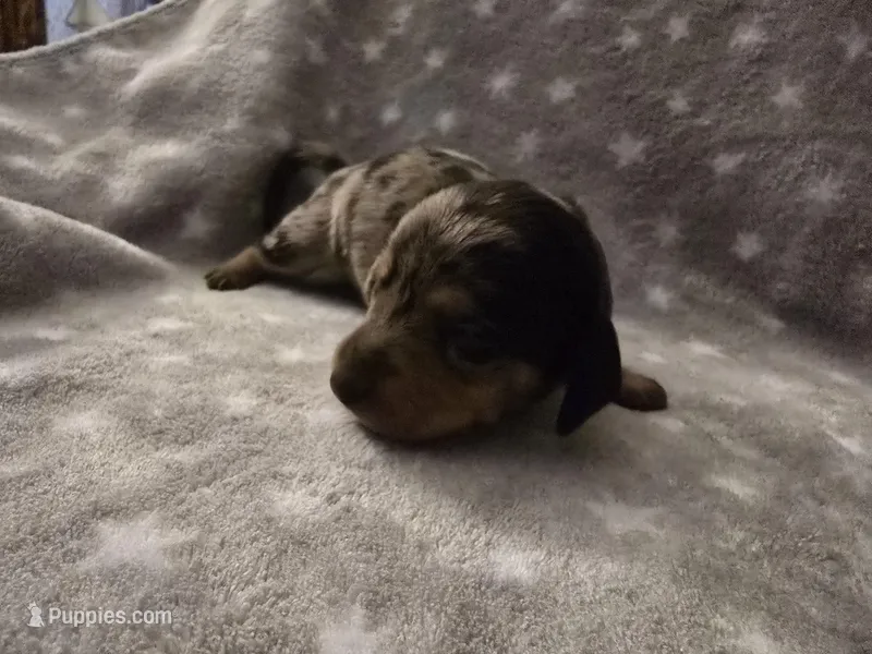 Lavendar  – Miniature Dachshund puppy for sale in Hazleton, IA