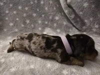 Lavendar , a female Miniature Dachshund for sale in Hazleton, IA – Photo 4 of 4