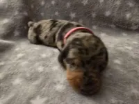 Lola , a female Miniature Dachshund for sale in Hazleton, IA – Photo 2 of 5