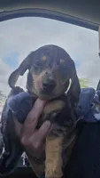 Lavendar , a female Miniature Dachshund for sale in Hazleton, IA – 2 of 2