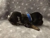 Bluey, a male Miniature Dachshund for sale in Hazleton, IA – Photo 5 of 6