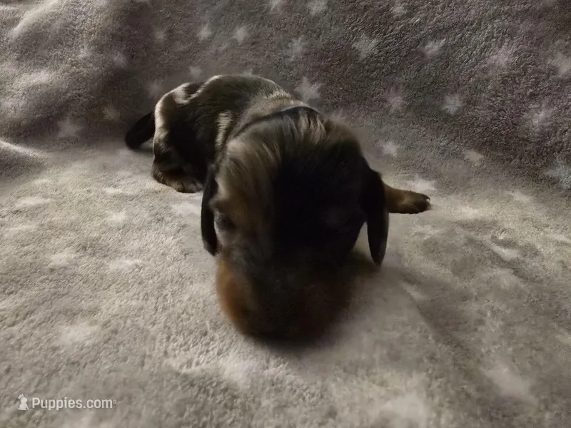 Bluey – Miniature Dachshund puppy for sale in Hazleton, IA