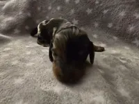 Bluey, a male Miniature Dachshund for sale in Hazleton, IA – Photo 1 of 6