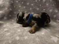 Bluey, a male Miniature Dachshund for sale in Hazleton, IA – Photo 2 of 6