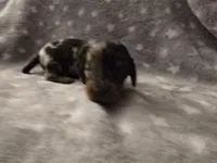 Bluey, a male Miniature Dachshund for sale in Hazleton, IA – Photo 6 of 6