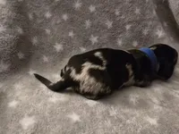 Bluey, a male Miniature Dachshund for sale in Hazleton, IA – Photo 4 of 6