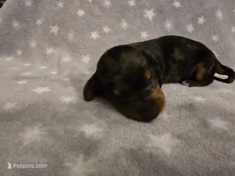 Tiny – Miniature Dachshund puppy for sale in Hazleton, IA