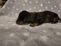 Tiny, a male Miniature Dachshund for sale in Hazleton, IA – Photo 2 of 3