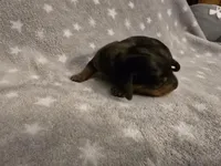 Tiny, a male Miniature Dachshund for sale in Hazleton, IA – Photo 3 of 3