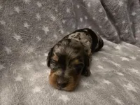 Clover, a female Miniature Dachshund for sale in Hazleton, IA – Photo 2 of 3