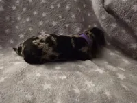 Clover, a female Miniature Dachshund for sale in Hazleton, IA – Photo 3 of 3