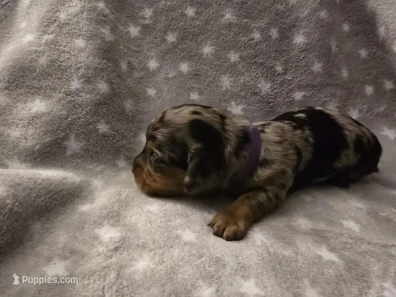 Clover – Miniature Dachshund puppy for sale in Hazleton, IA