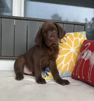 Cocoa, a male Labrador Retriever for sale in Ocala, FL – 3 of 4