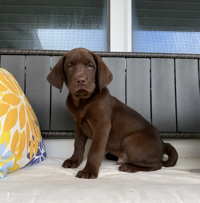 Cocoa – Labrador Retriever puppy for sale in Ocala, FL