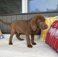 Mocha, a male Labrador Retriever for sale in Ocala, FL – 3 of 4