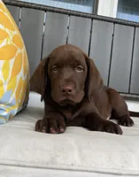 Cocoa, a male Labrador Retriever for sale in Ocala, FL – 2 of 4