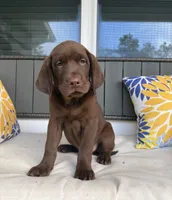 Cocoa, a male Labrador Retriever for sale in Ocala, FL – 4 of 4