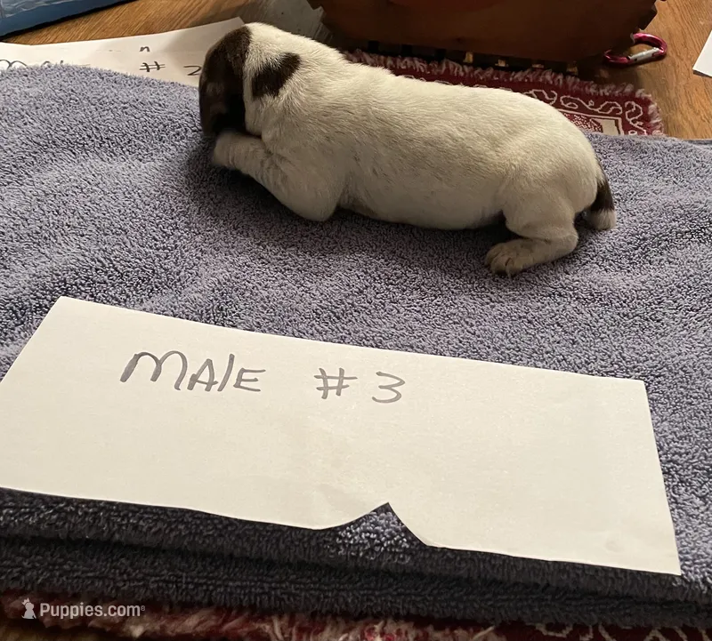 German shorthaired pointer – German Shorthaired Pointer puppy for sale in Ravenna, TX