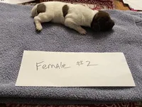 German shorthaired pointer , a female German Shorthaired Pointer for sale in Ravenna, TX – 2 of 2