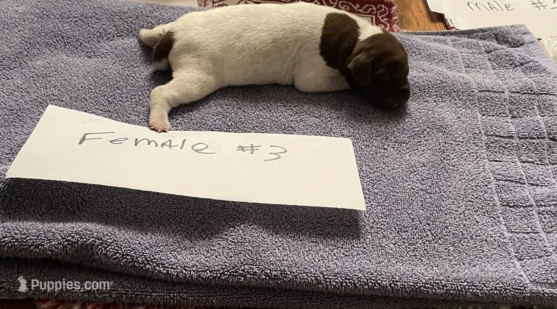 German shorthaired pointer  – German Shorthaired Pointer puppy for sale in Ravenna, TX