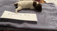 German shorthaired pointer , a female German Shorthaired Pointer for sale in Ravenna, TX – 1 of 2