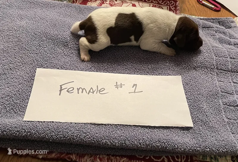 German shorthaired pointers  – German Shorthaired Pointer puppy for sale in Ravenna, TX