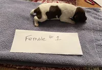 German shorthaired pointers , a female German Shorthaired Pointer for sale in Ravenna, TX – 1 of 2