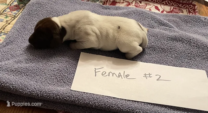 German shorthaired pointer  – German Shorthaired Pointer puppy for sale in Ravenna, TX