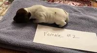German shorthaired pointer , a female German Shorthaired Pointer for sale in Ravenna, TX – 1 of 2