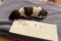 German shorthaired pointer , a male German Shorthaired Pointer for sale in Ravenna, TX – 1 of 2
