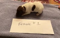 German shorthaired pointers , a female German Shorthaired Pointer for sale in Ravenna, TX – 2 of 2