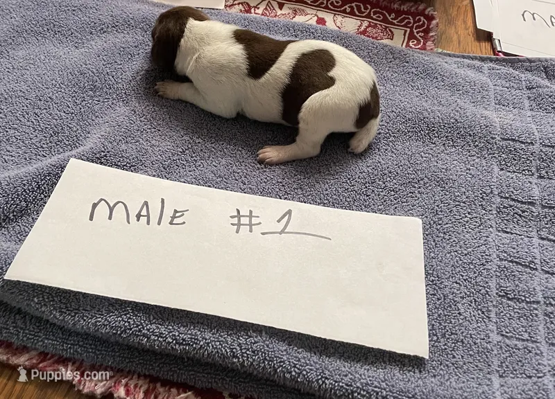 German shorthaired pointer  – German Shorthaired Pointer puppy for sale in Ravenna, TX