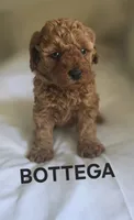 BOTTEGA 1 OF 6, a female Poodle - Miniature  for sale in Yonkers, NY – 1 of 6