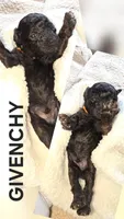 GIVENCY 1 OF 6, a male Poodle - Miniature  for sale in Yonkers, NY – 2 of 3