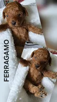FERRAGAMO 1 OF 6, a male Poodle - Miniature  for sale in Yonkers, NY – 2 of 5