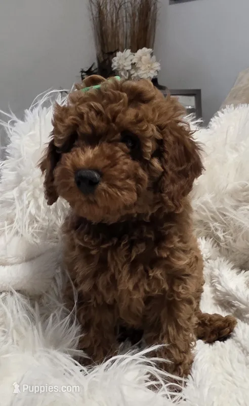 BOTTEGA 1 OF 6 – Poodle - Miniature  puppy for sale in Yonkers, NY