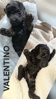 VALENTINO 1 OF 6, a male Poodle - Miniature  for sale in Yonkers, NY – 2 of 4