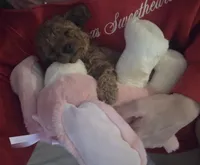 DOLCE 1 of 6, a female Poodle - Miniature  for sale in Yonkers, NY – 2 of 5