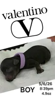VALENTINO 1 OF 6, a male Poodle - Miniature  for sale in Yonkers, NY – 4 of 4