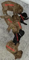 FERRAGAMO 1 OF 6, a male Poodle - Miniature  for sale in Yonkers, NY – 3 of 5