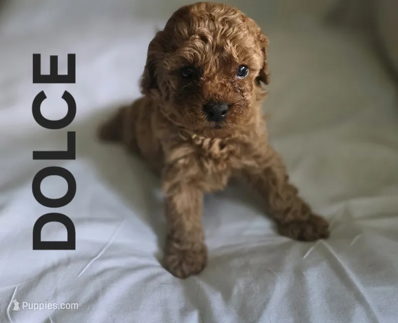 DOLCE 1 of 6 – Poodle - Miniature  puppy for sale in Yonkers, NY
