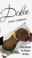 DOLCE 1 of 6, a female Poodle - Miniature  for sale in Yonkers, NY – 5 of 5