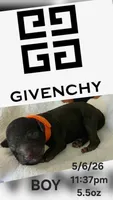 GIVENCY 1 OF 6, a male Poodle - Miniature  for sale in Yonkers, NY – 3 of 3