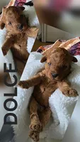 DOLCE 1 of 6, a female Poodle - Miniature  for sale in Yonkers, NY – 3 of 5