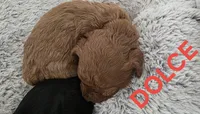 DOLCE 1 of 6, a female Poodle - Miniature  for sale in Yonkers, NY – 4 of 5
